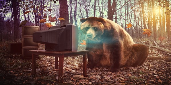 Bear in front of a computer in the woods